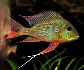 Cichlid surinamensis — 14